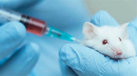 Californias Ban On Animal Testing Could Remake Cosmetics Industry
