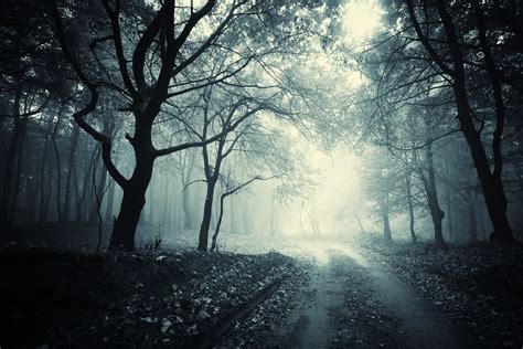 8 Of The Scariest Horror Movie Forests Bloody Disgust