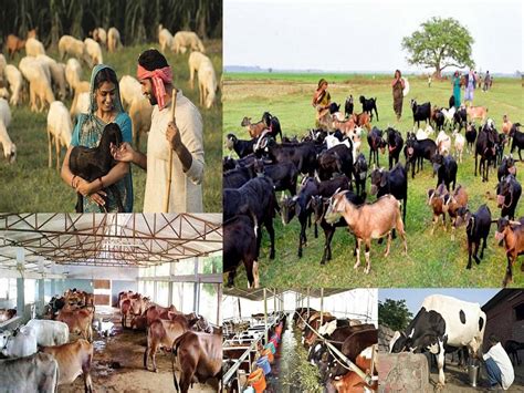 All About Animal Husbandry Types And Advantages