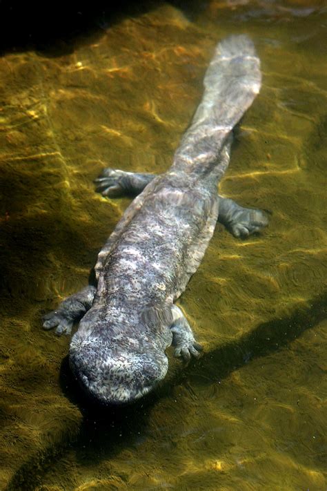 Chinese Giant Salamander IMAGE EurekAlert Science News Releases