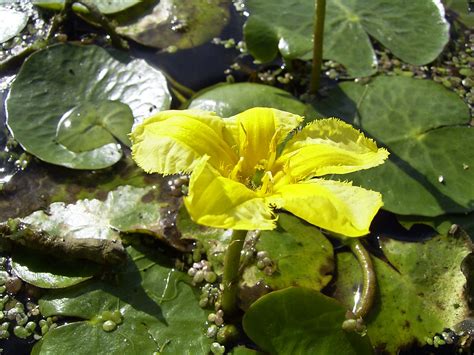 Søblad — Fringed Water Lily Nymphoides Peltata Nelumbo Nucifera