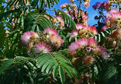 Rouge Mimosa Fleur Bloom Photo Gratuite Sur Pixabay