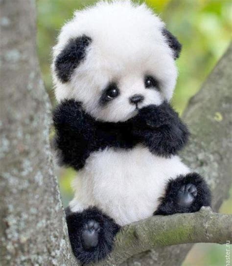 Foto De Pandas Fofos