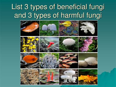 Ppt Fungi Powerpoint Presentation Free Download Id9411433