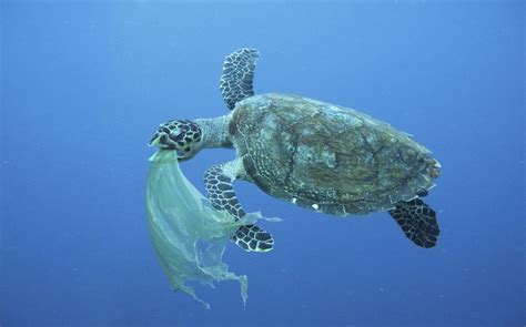 Einde Van Plasticsoep In Oceanen In Zicht Vn Sluiten Historisch