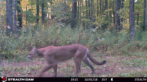 Cougar Spotted On Dnr Camera In The Upper Peninsula Flipboard