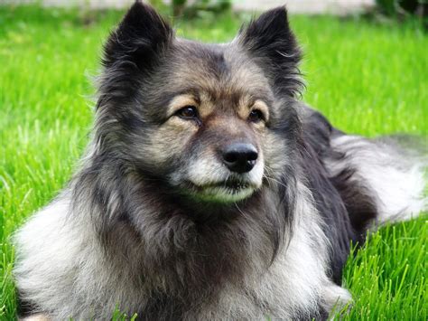 Keeshond Pictures Information And Puppies 2020 Update