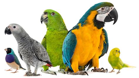 オウム病（psittacosis、parrot fever）とは、クラミジアの一種である、オウム病クラミジア（chlamydophila psittaci あるいはchlamydophilia abortus）の感染によって生ずる人獣共通感染症。 身近な鳥が感染源 死にも至るオウム病 | VetAnimall