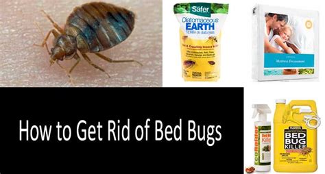 How To Get Rid Of Bed Bugs With Bombs And Foggers Does It Really Work