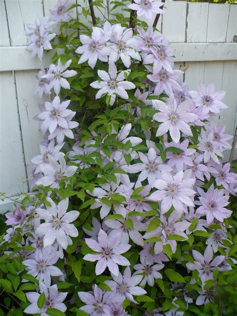 There is no earth in the column itself. Creative by Nature: Climbing Clematis