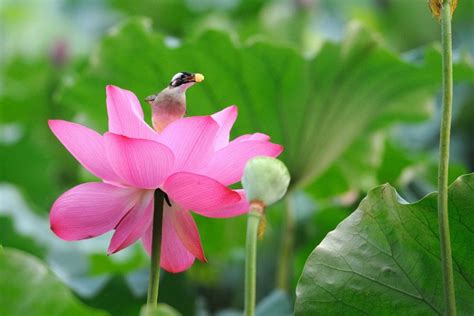 Beautiful Lotus Flower And Cute Birds 27 Nam Mo