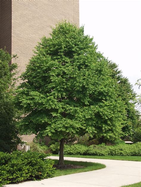 Cercidiphyllum Japonicum Katsura Tree Jim Whiting Nursery