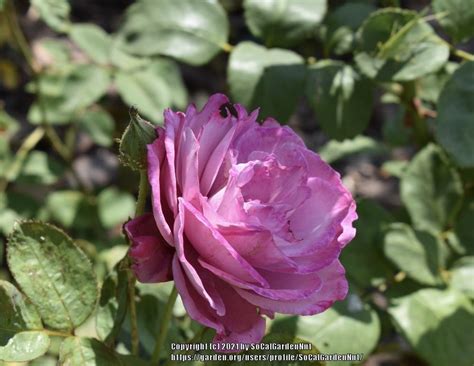Photo Of The Bloom Of Rose Rosa Heirloom Posted By Socalgardennut
