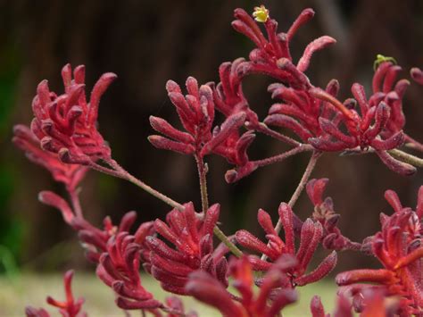 Kangaroo Paw Flowers Kangaroo Paw Flowers Plants