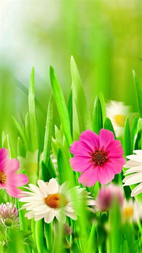 Hd Spring Flower Wallpapers Wallpaper Cave