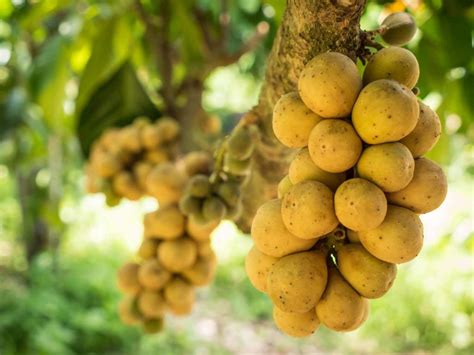 Exotic Filipino Fruits You Need To Try
