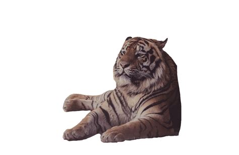 Free Tiger Png Images With Transparent Background Pngfre