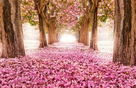 Pink Nature Wallpaper ·① Wallpapertag