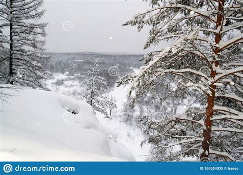 Winter Landscape With Pine Trees Covered In Snow Snowflakes And Forest