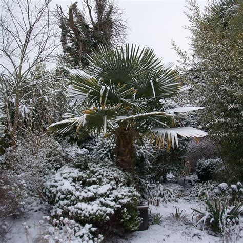 Palm Trees In The Snow