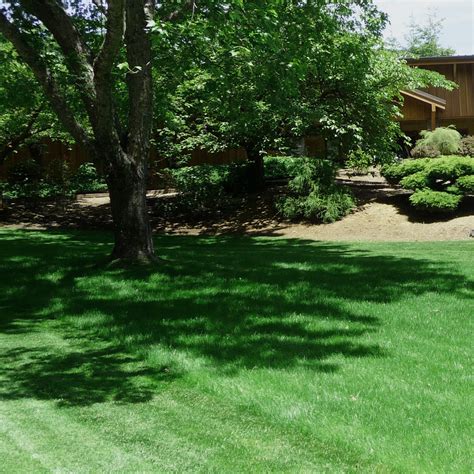 Legacy Fine Fescue Grass Seed Grass Seed For Shade