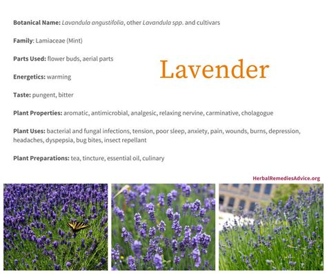 Benefits Of Lavender Herb