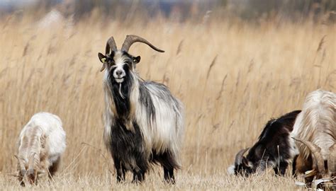 Dutch Landrace Goat Breed Everything You Need To Know