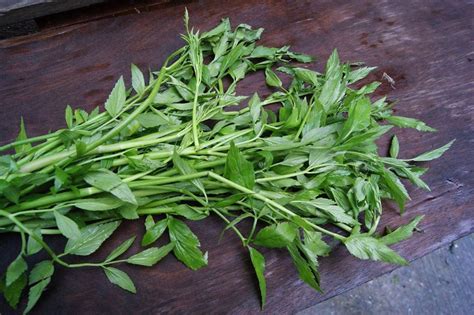 Segala penyakit yg diturunkan, datang bersama penawarnya. 5 khasiat ulam-ulam yang korang selalu jumpa tapi tak tau ...