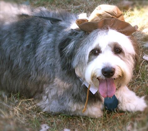bearded collie flickr photo sharing