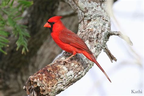 Northern Cardinal A Crimson Jewel In The Garden