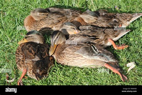 Ducks Sleeping Together Hi Res Stock Photography And Images Alamy
