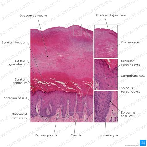 Skin Cells Layers And Histological Features Kenhub