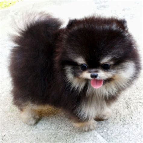 The 25 Best Teacup Pomeranian Ideas On Pinterest Pomeranian Puppy