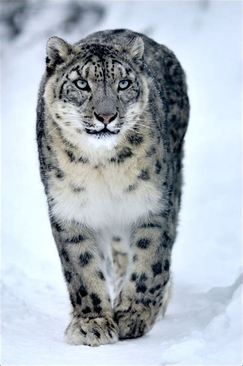 Beautiful Snow Leopard Protect Them Pinterest