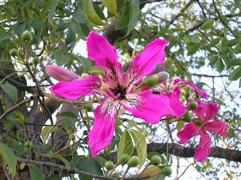 Ceiba Speciosa Floss Silk Tree