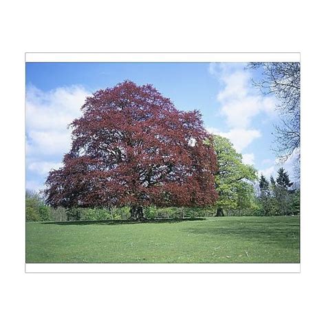 Copper Beech Trees For Sale Copper Beech Trees Fagus