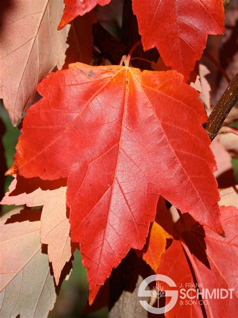 Acer Rubrum Franksred Red Sunset Maple Wheaton Garden Works Co