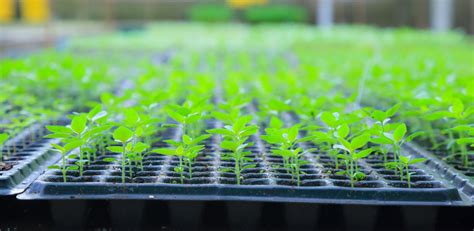 Growing Green Plant Seedlings In Industrial Bedding Agricultural Plant