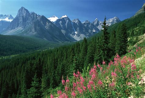 Geography Coniferous Forest Boreal Forest Forest Biome