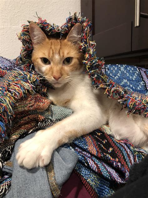 Fresh Laundry Kitten Finds His Home Ra