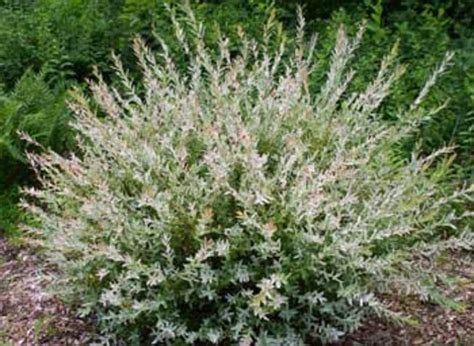 Plants I Love Salix Integra Willow Horticulturehorticulture