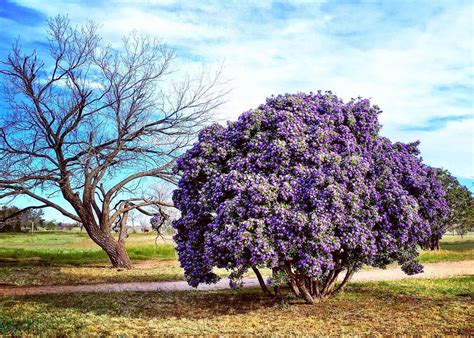 Texas Mountain Laurel  Laurel tree, Texas mountain laurel, Evergreen shrubs