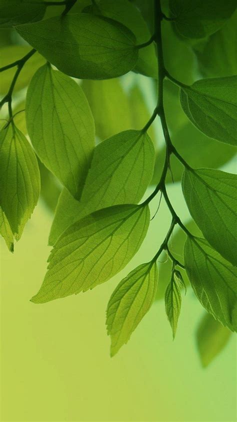 Looking for the best leaf wallpaper? Green Leaves Wallpaper (66+ images)