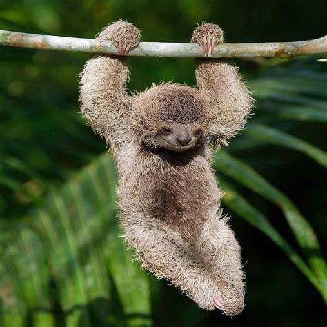 A single sloth can host up to 950 moths and beetles within its fur at once. 🔥 This Sloth hanging from a branch 🔥 : NatureIsFuckingLit