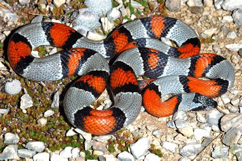 Gray Banded Kingsnake Lampropeltis Alterna