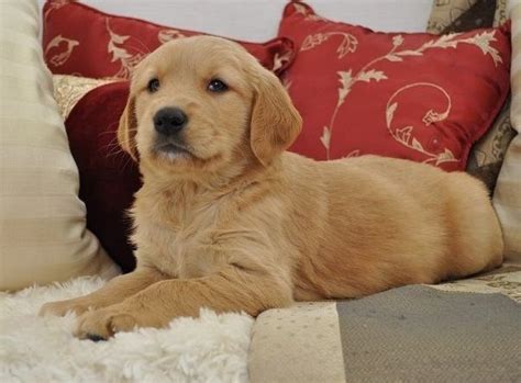Maybe you would like to learn more about one of these? Golden Retriever Puppies For Sale | Salt Lake City, UT #259961