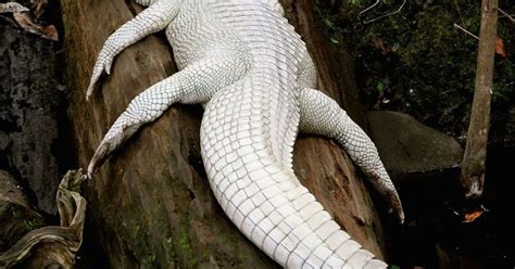 Albino Alligator Rare White Gators From Gatorland In Orlando Get New Home