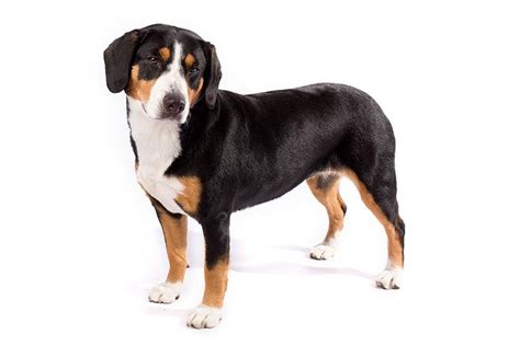 Right Breed For You Entlebucher Mountain Dog Information Including