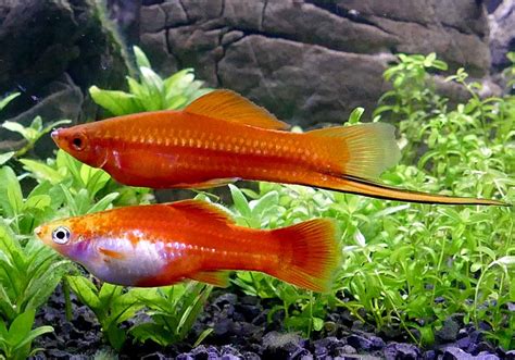 Swordtail Fish Xiphophorus Hellerii Profile Myaquarium