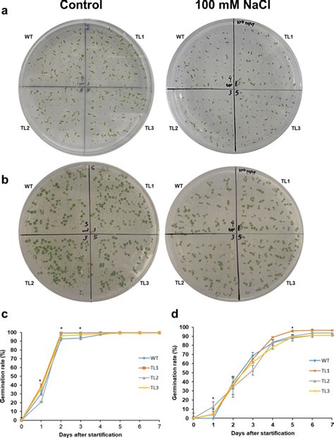 Seed Germination Assay Of Pdnhx6 Transgenic Arabidopsis Lines And Wt